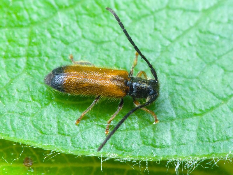 Tetrops praeustus (Linnaeus, 1758)